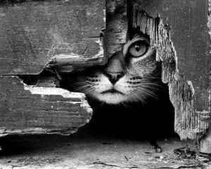 chat noir&blanc oeil lylouanne tumblr