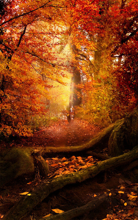 automne forêt vanishingintoclouds tumblr