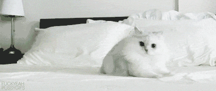 gif chat blanc excité