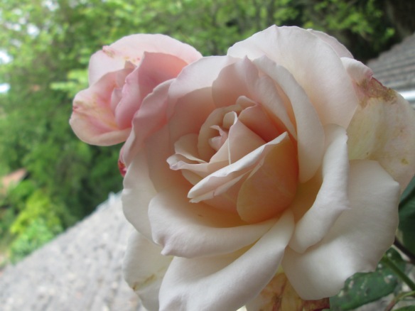 Les premières roses thé du jardin voisin (j'attends toujours les miennes !)
