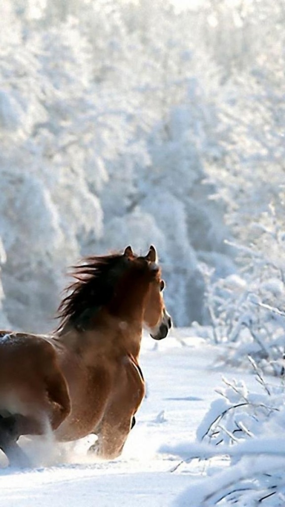 cheval dans la neige pinterest